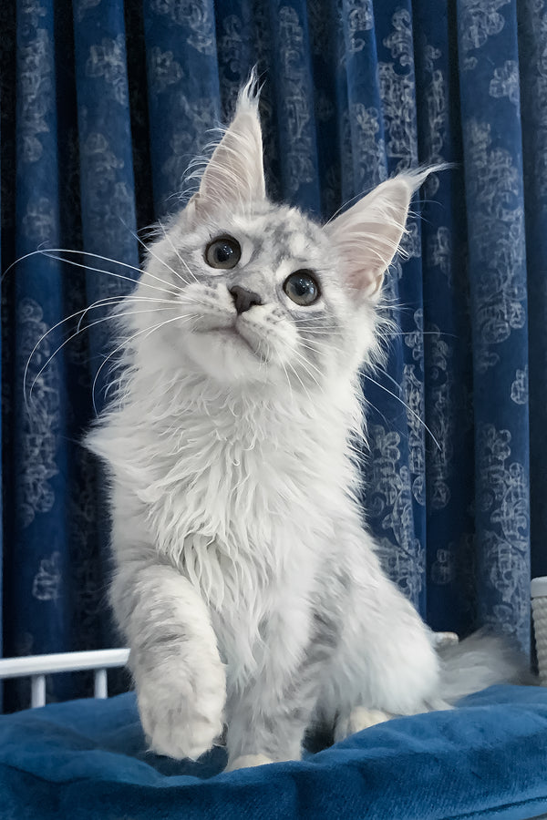 Orlanda | Maine Coon Kitten