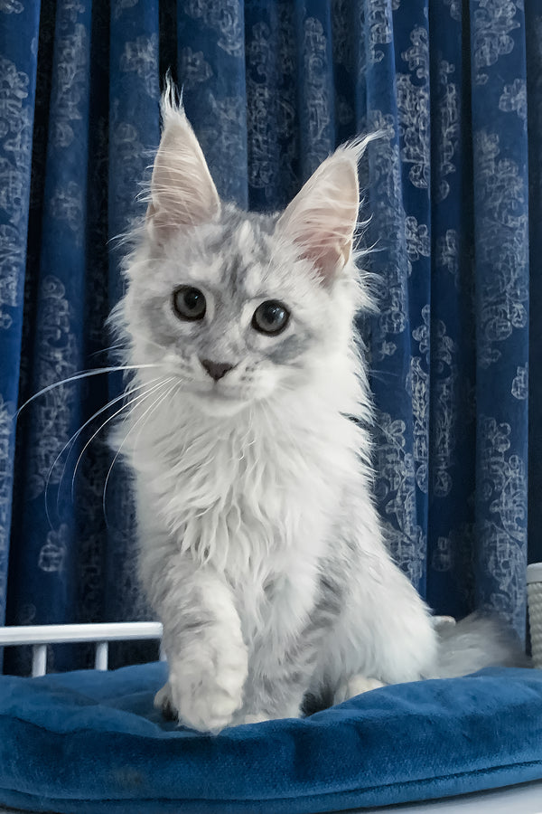 Orlanda | Maine Coon Kitten