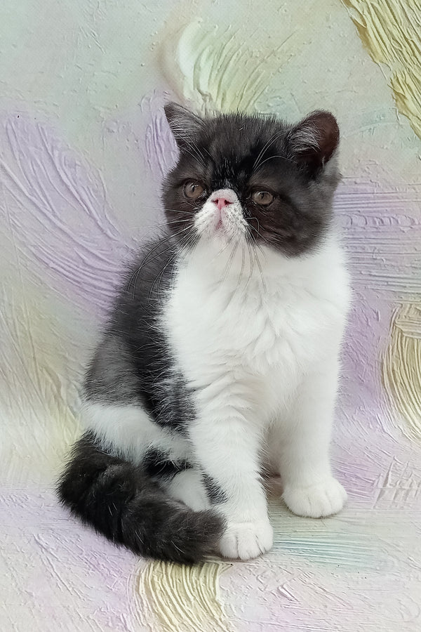 Orlando | Exotic Shorthair Kitten
