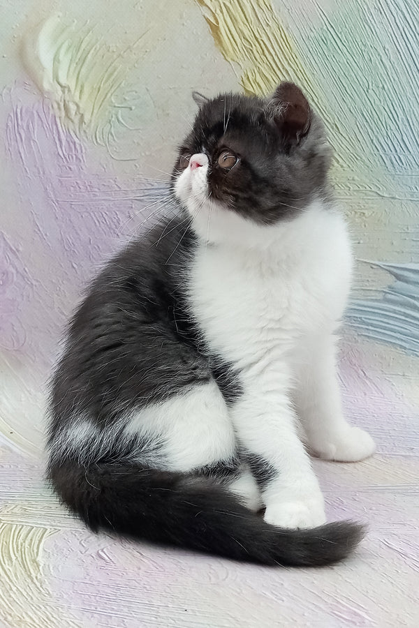 Orlando | Exotic Shorthair Kitten