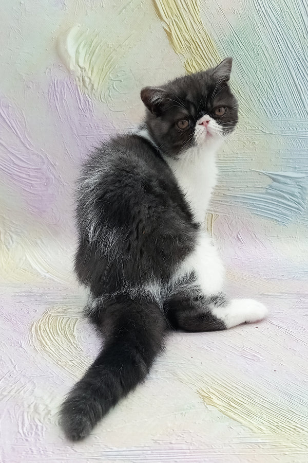 Orlando | Exotic Shorthair Kitten