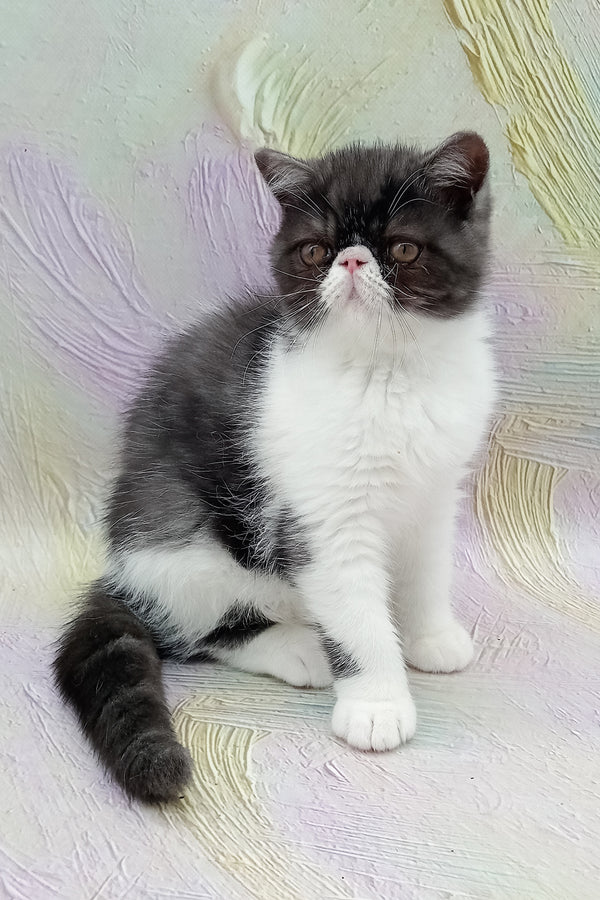 Orlando | Exotic Shorthair Kitten
