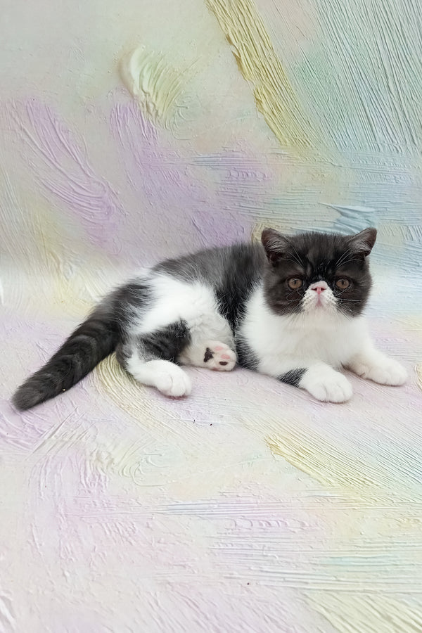 Orlando | Exotic Shorthair Kitten