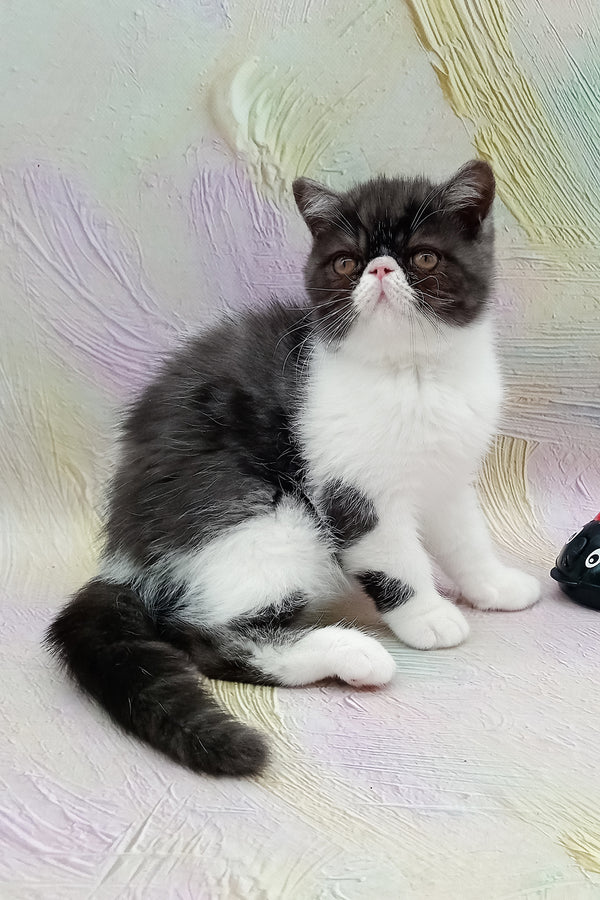 Orlando | Exotic Shorthair Kitten