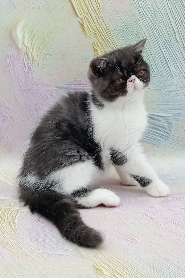 Orlando | Exotic Shorthair Kitten