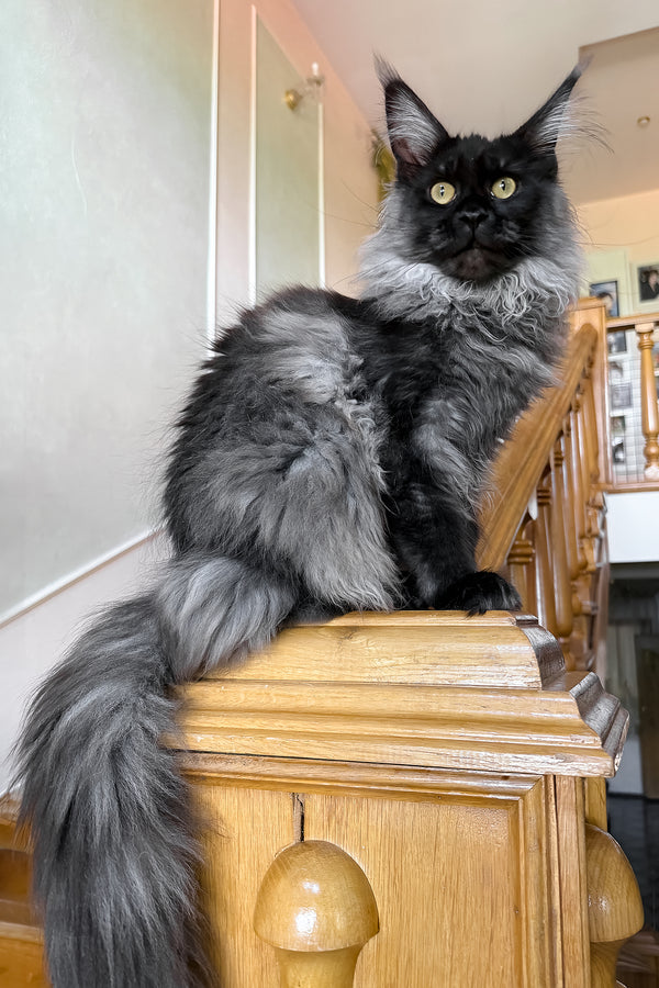 Ornella | Maine Coon Kitten