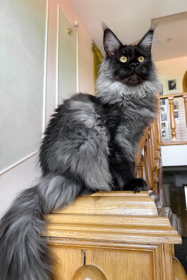 Ornella | Maine Coon Kitten