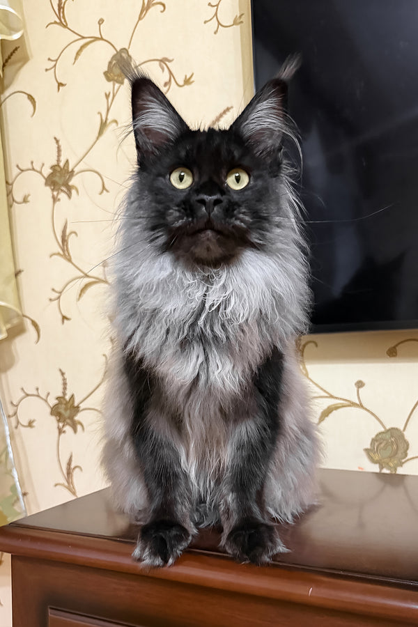 Ornella | Maine Coon Kitten