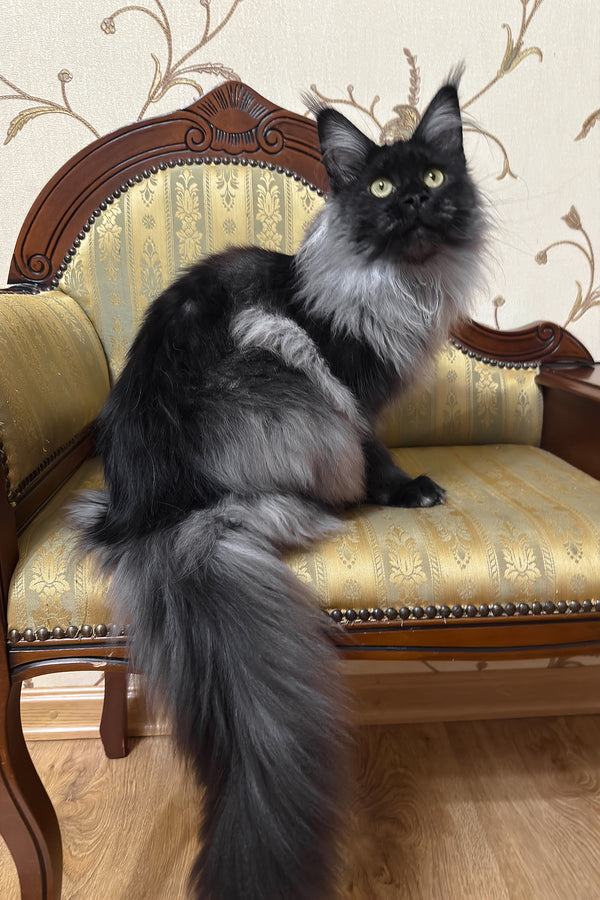 Ornella | Maine Coon Kitten
