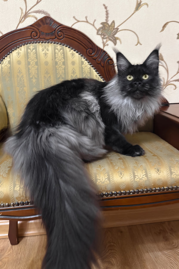 Ornella | Maine Coon Kitten