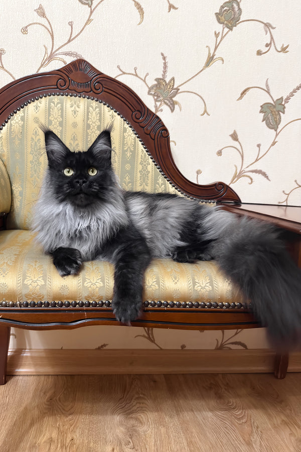 Ornella | Maine Coon Kitten