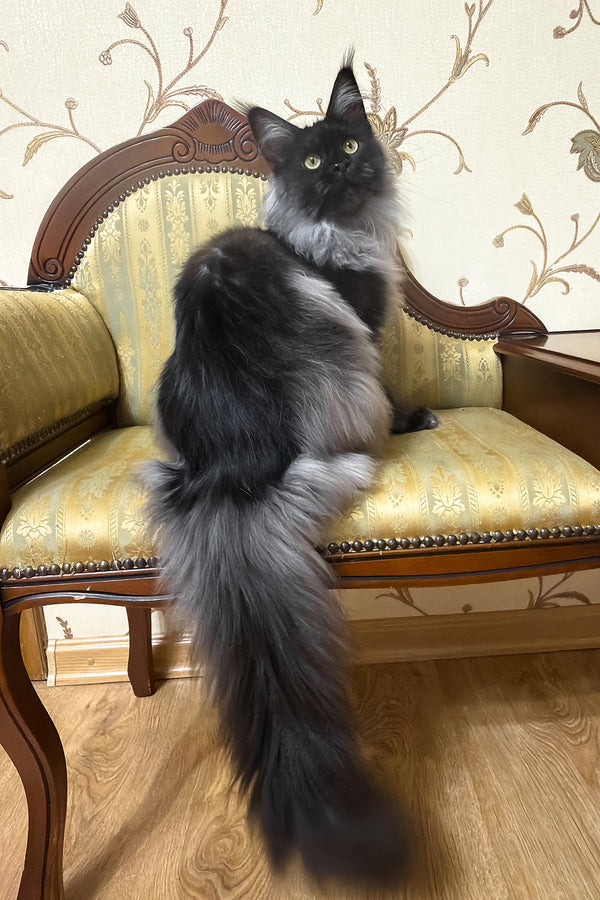 Ornella | Maine Coon Kitten