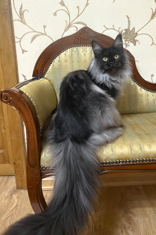Ornella | Maine Coon Kitten