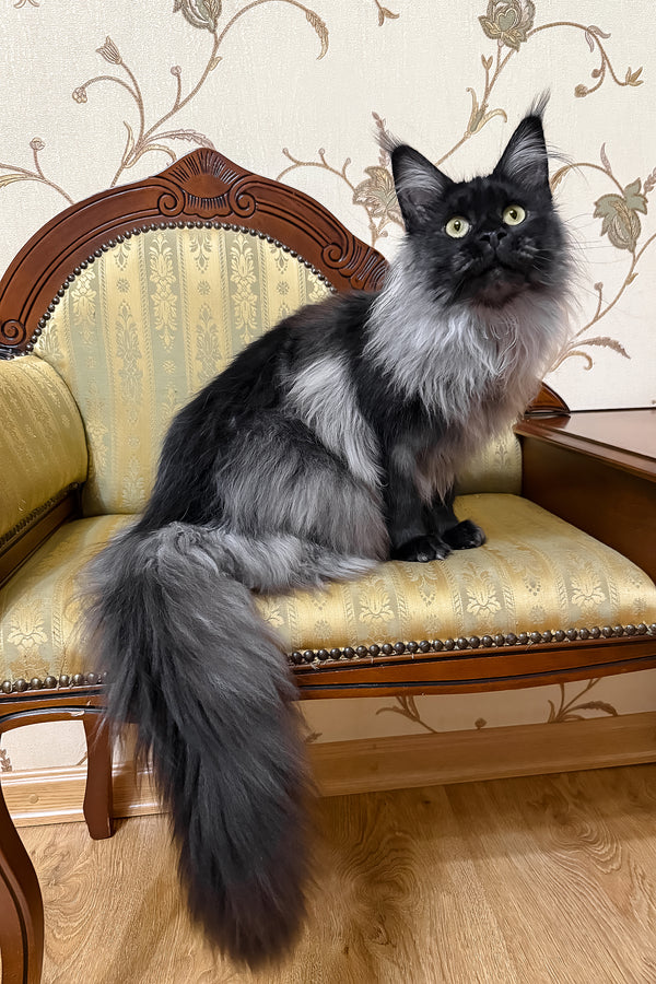 Ornella | Maine Coon Kitten