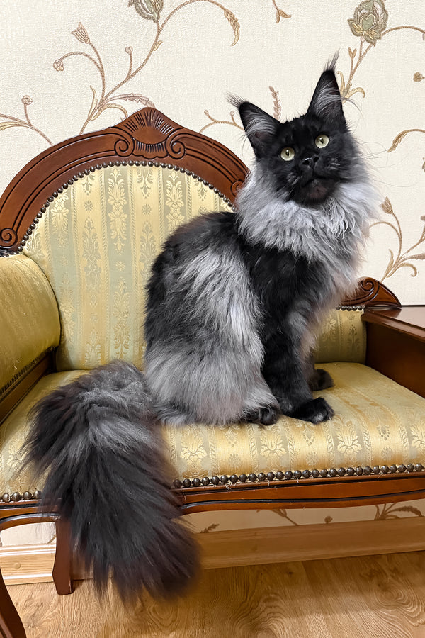 Ornella | Maine Coon Kitten