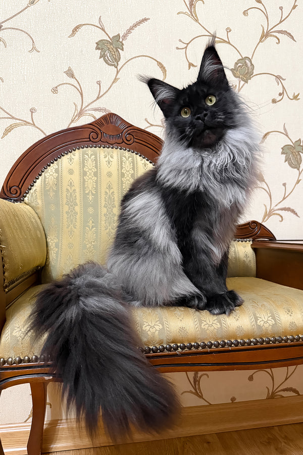 Ornella | Maine Coon Kitten