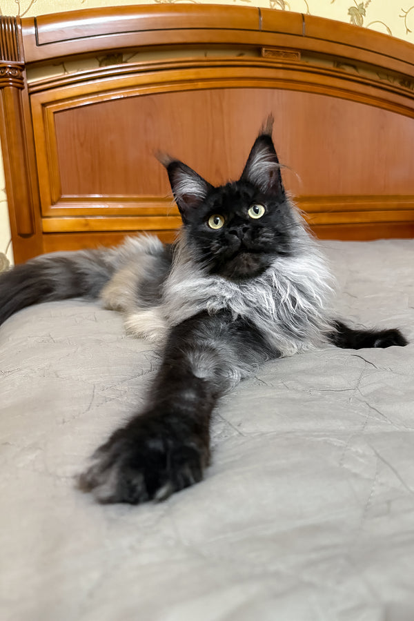 Ornella | Maine Coon Kitten