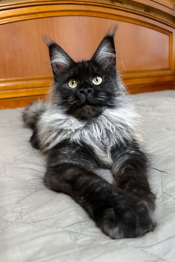 Ornella | Maine Coon Kitten