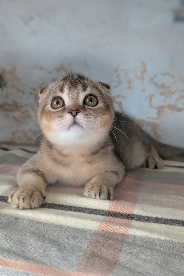 Oskar | Scottish Fold Kitten