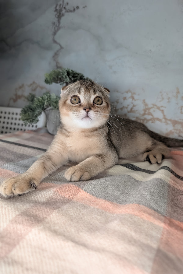 Oskar | Scottish Fold Kitten