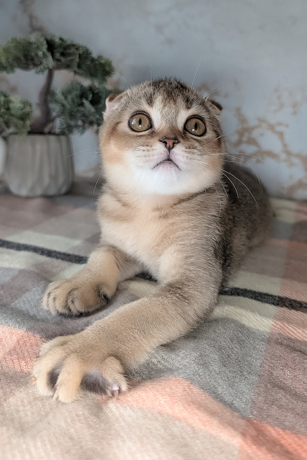 Oskar | Scottish Fold Kitten