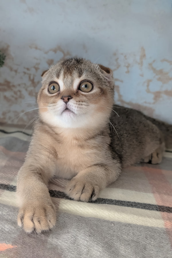 Oskar | Scottish Fold Kitten