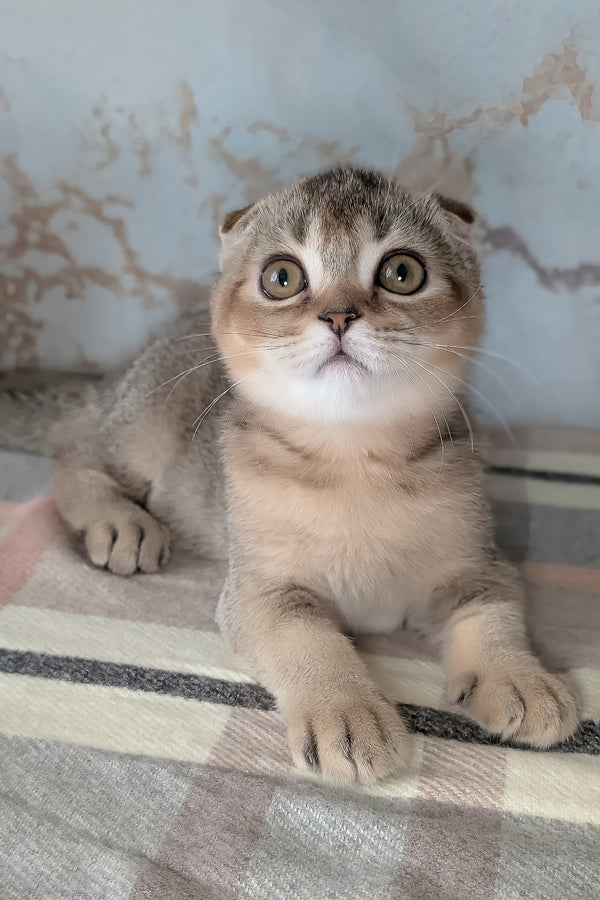 Oskar | Scottish Fold Kitten