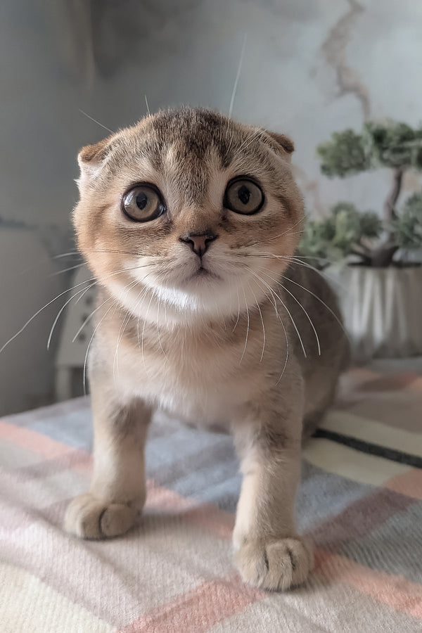 Oskar | Scottish Fold Kitten