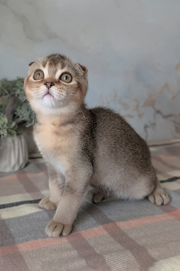 Oskar | Scottish Fold Kitten