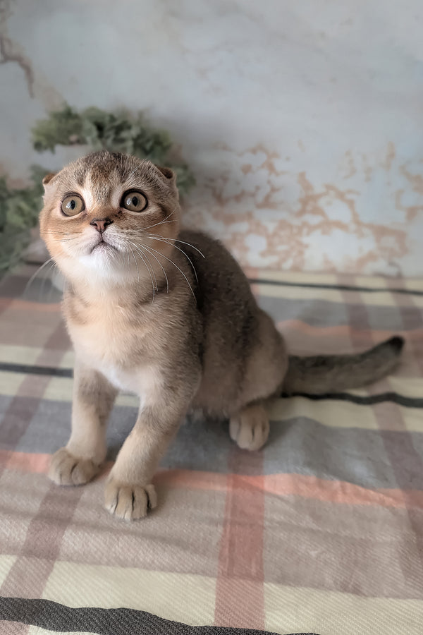 Oskar | Scottish Fold Kitten