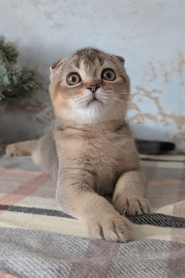 Oskar | Scottish Fold Kitten