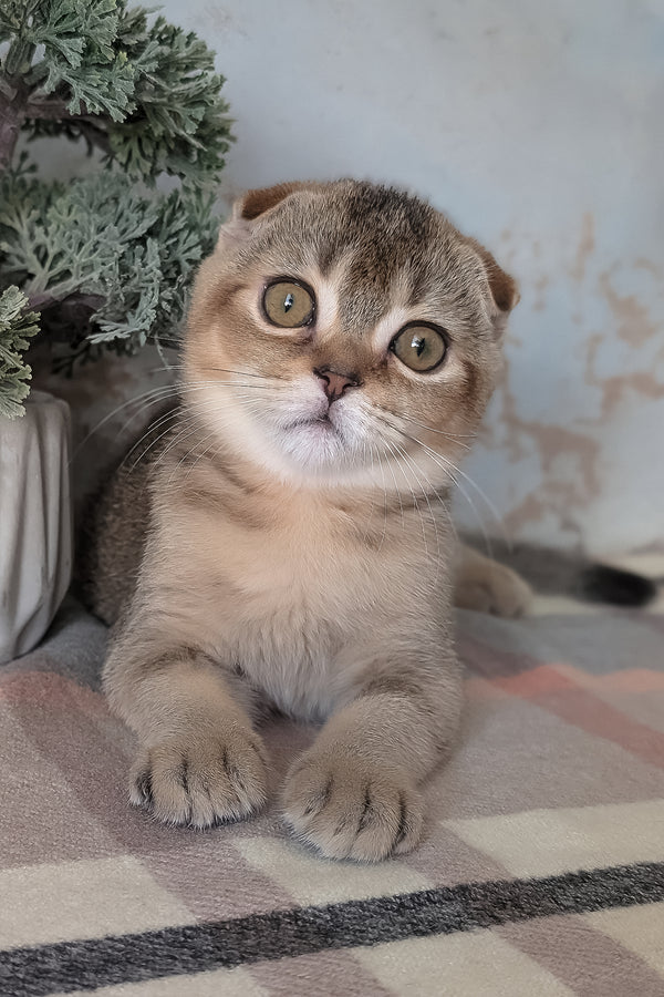 Oskar | Scottish Fold Kitten