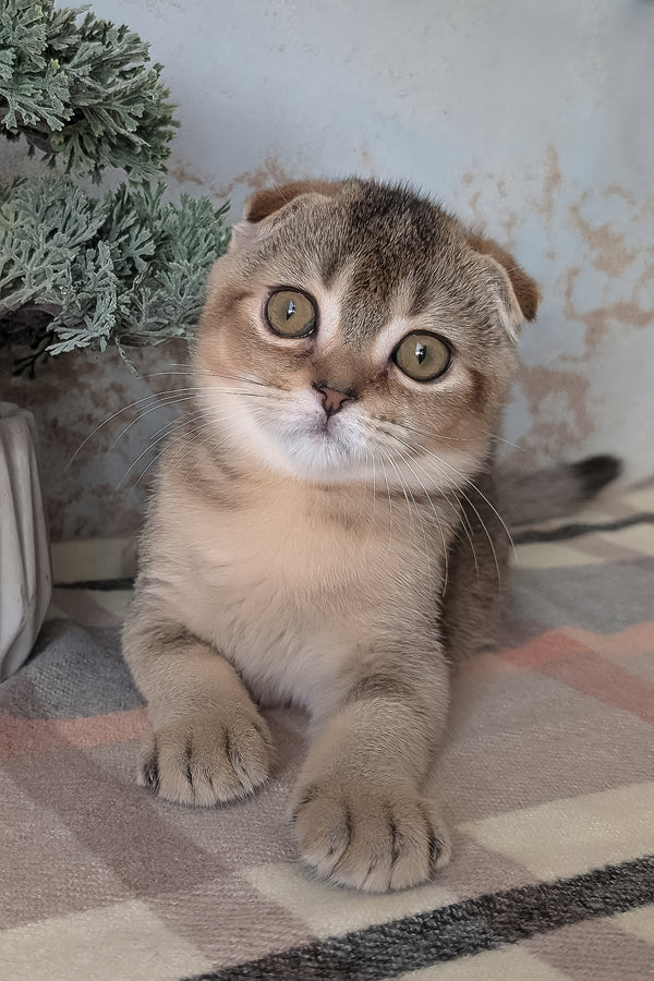 Oskar | Scottish Fold Kitten