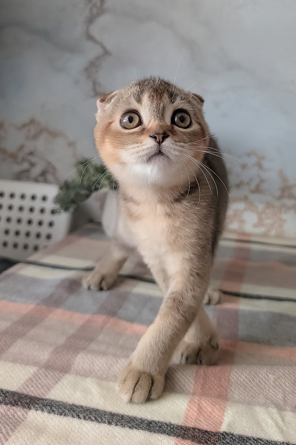 Oskar | Scottish Fold Kitten