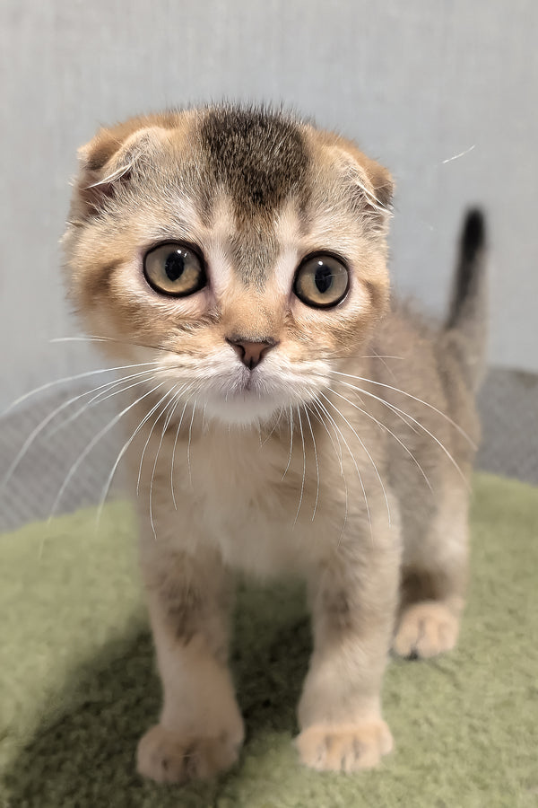 Oskar | Scottish Fold Kitten