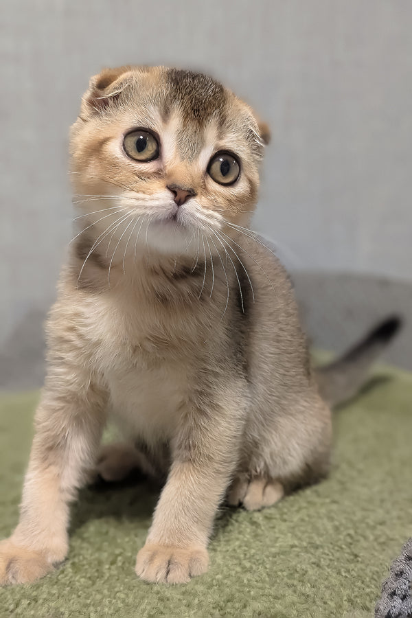 Oskar | Scottish Fold Kitten