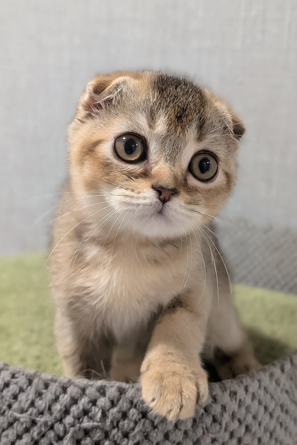 Oskar | Scottish Fold Kitten