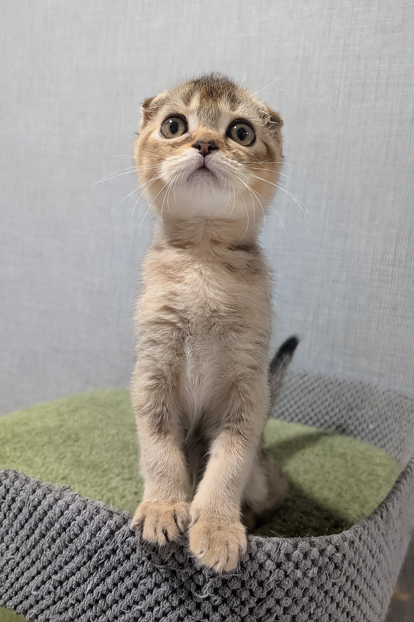 Oskar | Scottish Fold Kitten