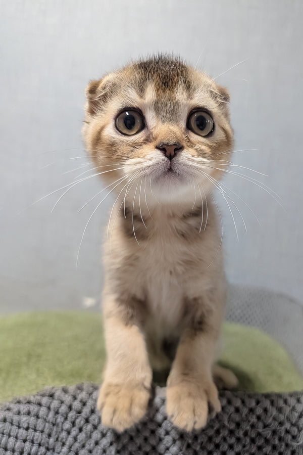 Oskar | Scottish Fold Kitten