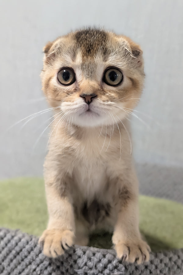 Oskar | Scottish Fold Kitten