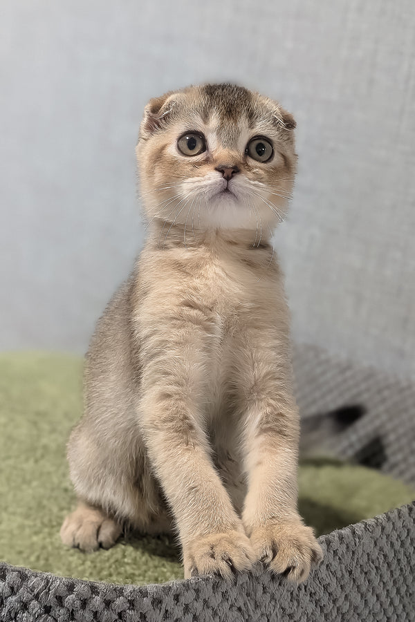 Oskar | Scottish Fold Kitten