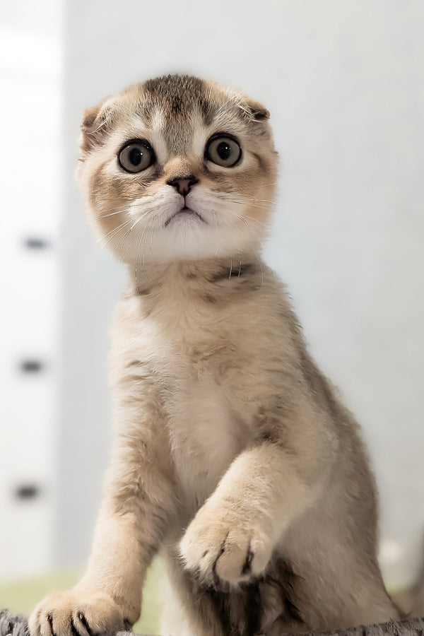 Oskar | Scottish Fold Kitten