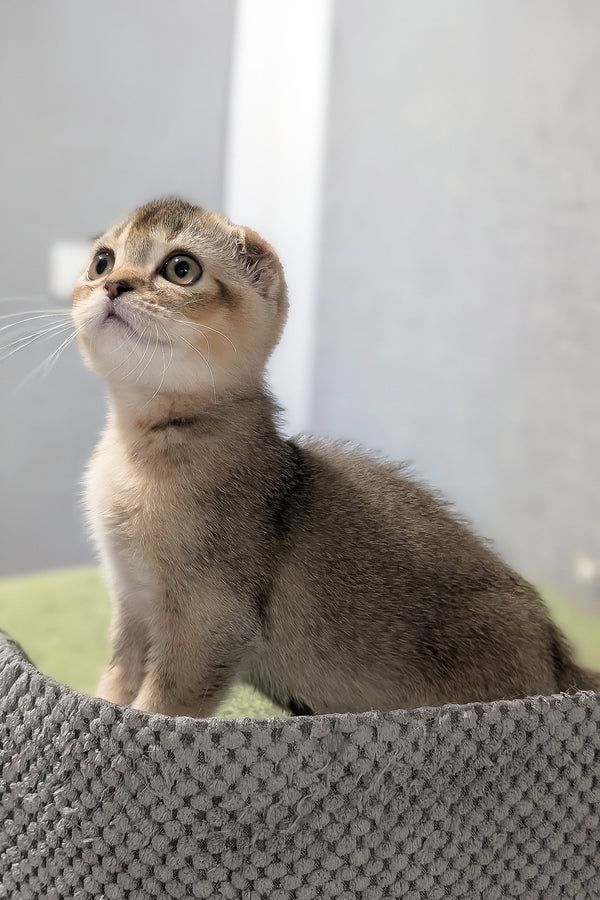 Oskar | Scottish Fold Kitten