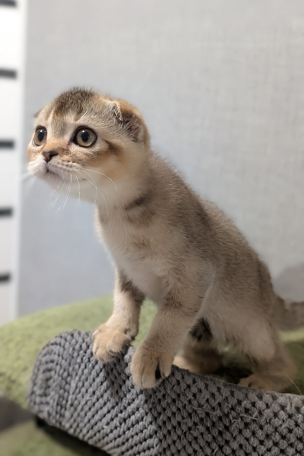 Oskar | Scottish Fold Kitten