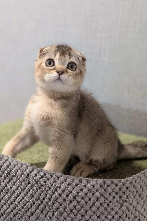 Oskar | Scottish Fold Kitten
