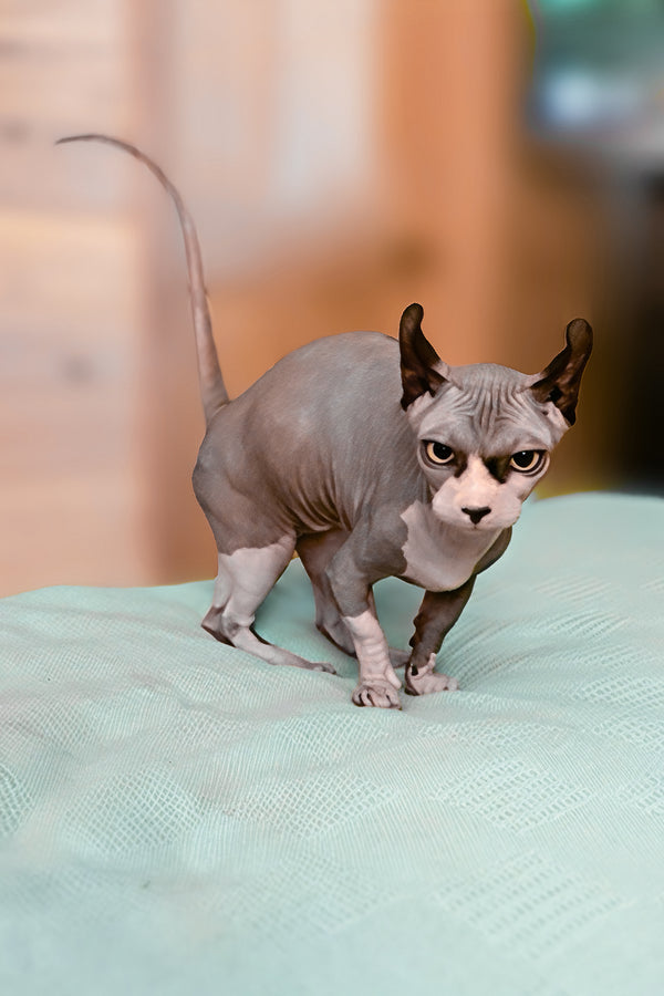 Osiris | Dwelf Sphynx Kitten