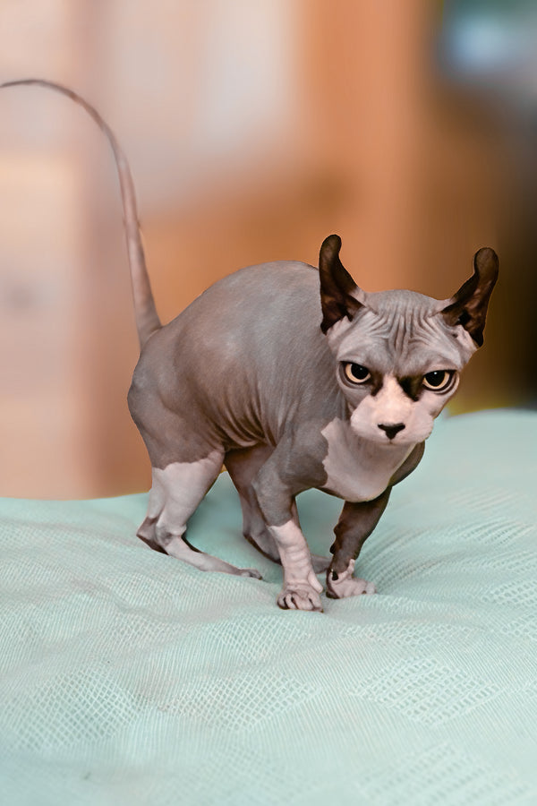 Osiris | Dwelf Sphynx Kitten
