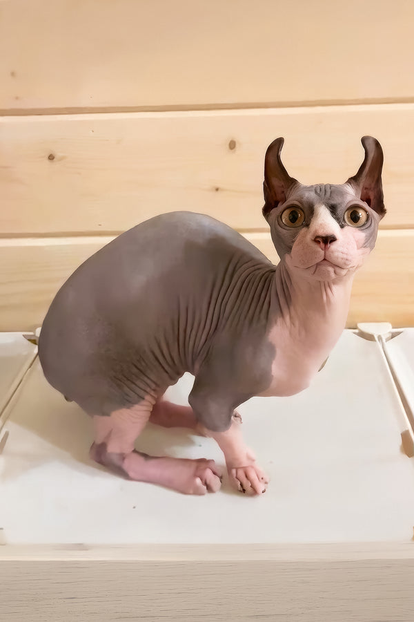 Osiris | Dwelf Sphynx Kitten