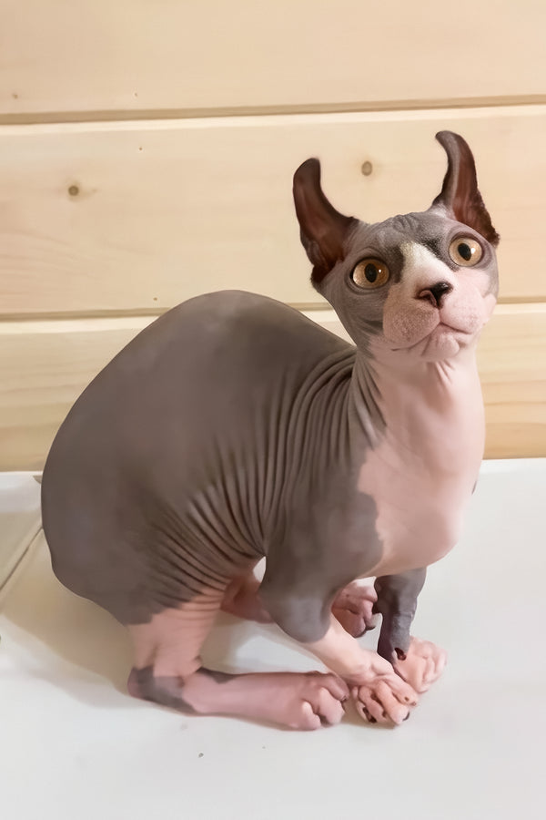 Osiris | Dwelf Sphynx Kitten