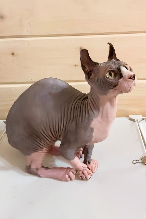 Osiris | Dwelf Sphynx Kitten